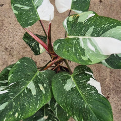 White Princess Philodendron 17cm Pot House Plant