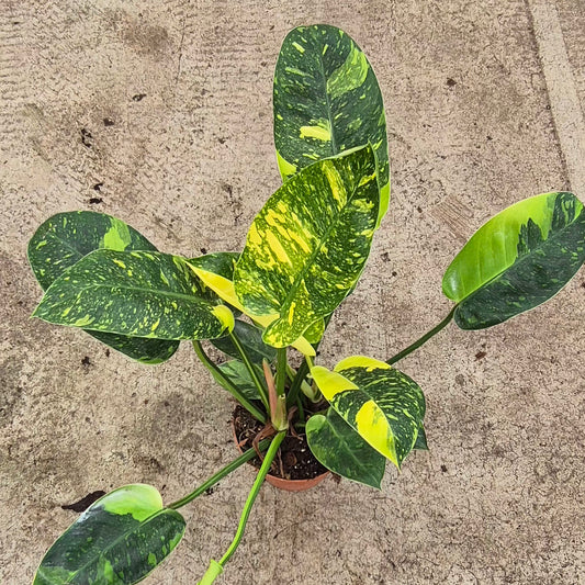 Variegated Green Congo Philodendron 17cm Pot House Plant