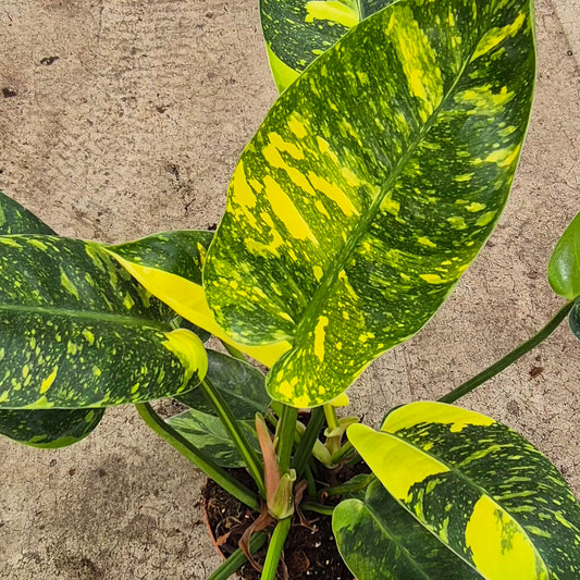 Variegated Green Congo Philodendron 17cm Pot House Plant