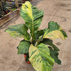 120 - 140cm - XL Variegated Anthurium 30cm Pot House Plant