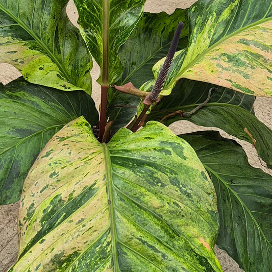 120 - 140cm - XL Variegated Anthurium 30cm Pot House Plant