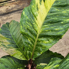 120 - 140cm - XL Variegated Anthurium 30cm Pot House Plant