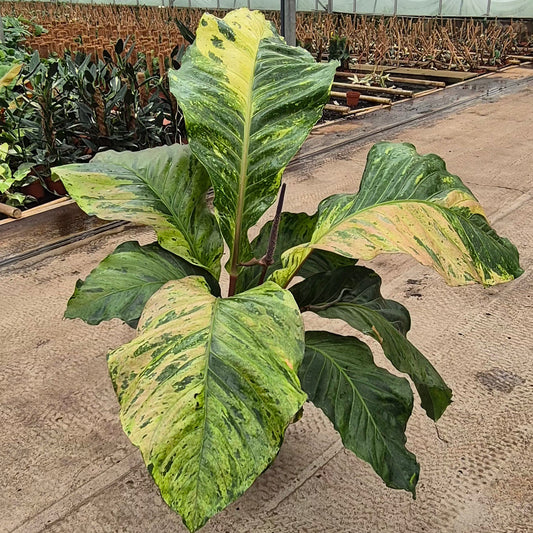 120 - 140cm - XL Variegated Anthurium 30cm Pot House Plant
