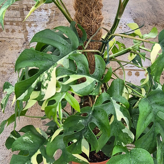 Variegated Raphidophora Tetrasperma On Mosspole 17cm Pot House Plant