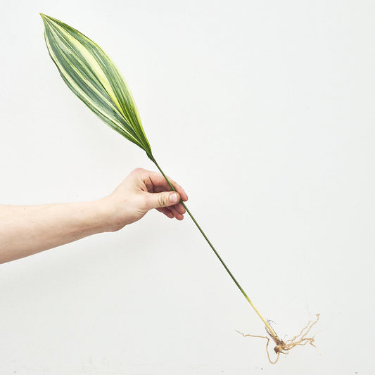 Variegated Aspidistra Rooted Cutting