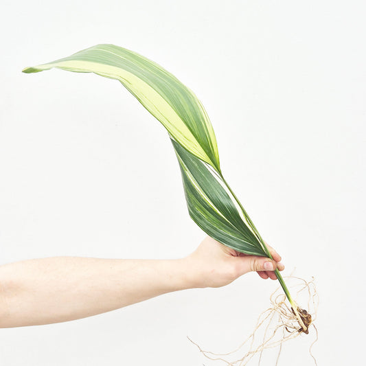 Variegated Aspidistra Rooted Cutting