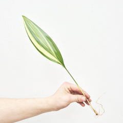Variegated Aspidistra Rooted Cutting