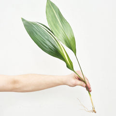 Variegated Aspidistra Rooted Cutting