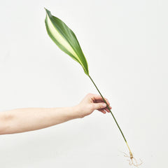 Variegated Aspidistra Rooted Cutting