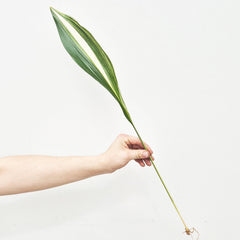 Variegated Aspidistra Rooted Cutting