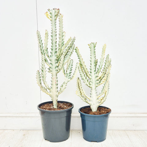 Euphorbia Lactea Ghost Cactus House Plant – Plants For All Seasons