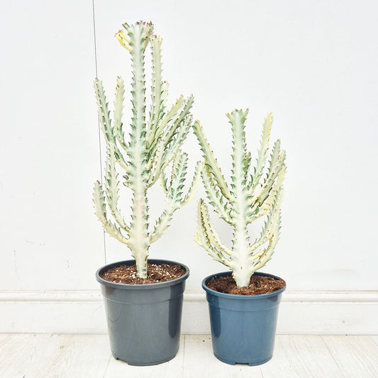 XL Euphorbia Lactea Ghost Cactus House Plant