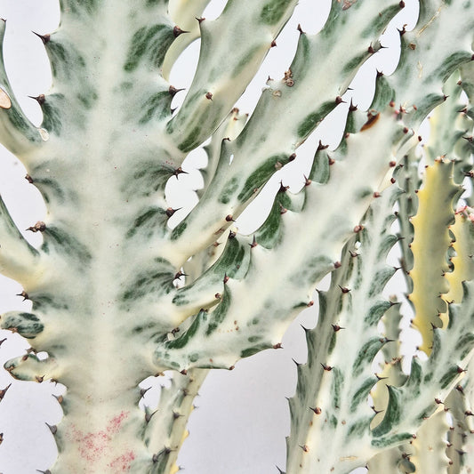 XL Euphorbia Lactea Ghost Cactus House Plant