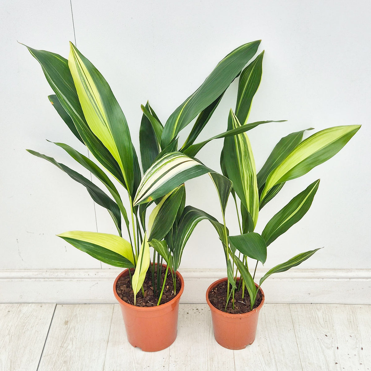 Variegated Aspidistra Elatior Cast Iron Plant