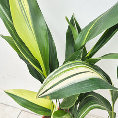 Variegated Aspidistra Elatior Cast Iron Plant