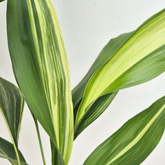 Variegated Aspidistra Elatior Cast Iron Plant
