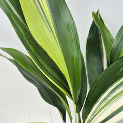 Variegated Aspidistra Elatior Cast Iron Plant