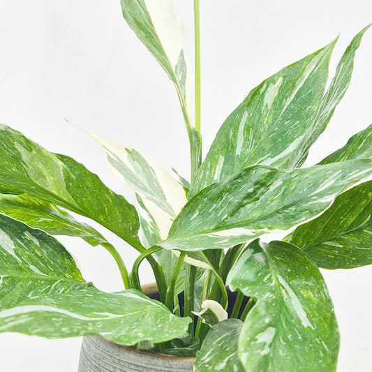 20 - 30cm Spathiphyllum Diamond House Plant 10cm Pot