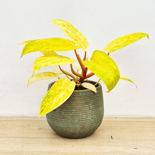 20 - 30cm Philodendron Painted Lady House Plant 12cm Pot