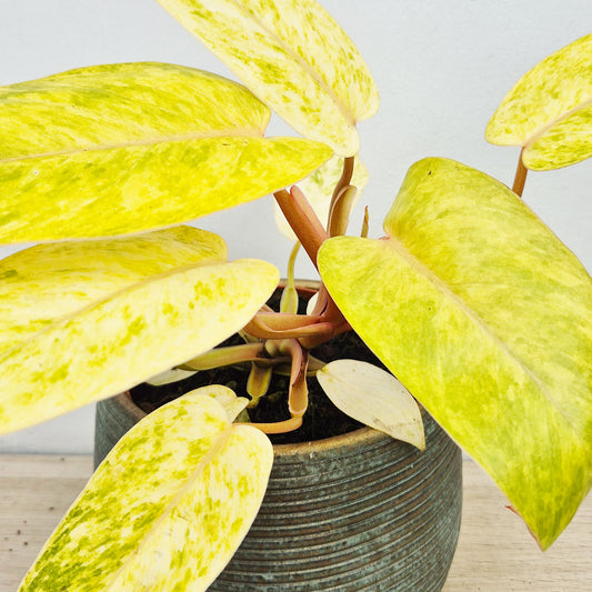 20 - 30cm Philodendron Painted Lady House Plant 12cm Pot