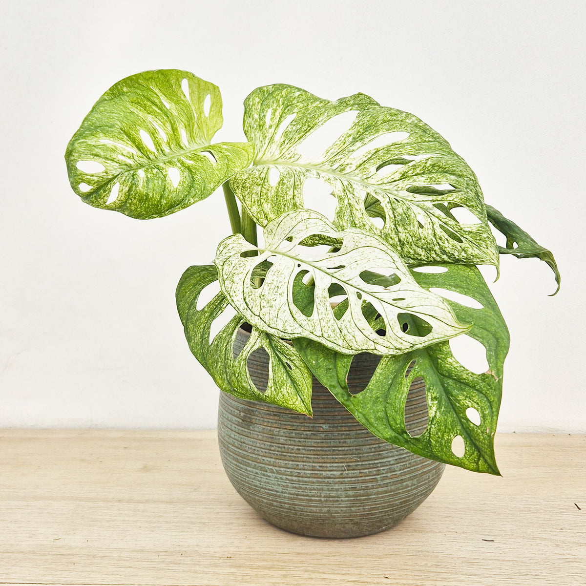 20-25cm Monstera Adansonii Ghost 12 Pot House Plant