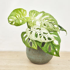 20-25cm Monstera Adansonii Ghost 12 Pot House Plant