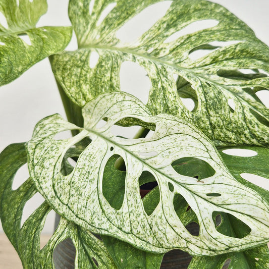 20-25cm Monstera Adansonii Ghost 12 Pot House Plant