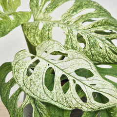 20-25cm Monstera Adansonii Ghost 12 Pot House Plant