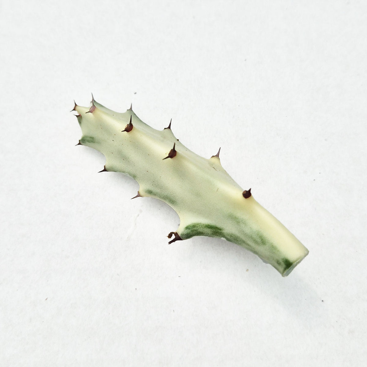 Euphorbia Lactea Ghost Cactus Cuttings