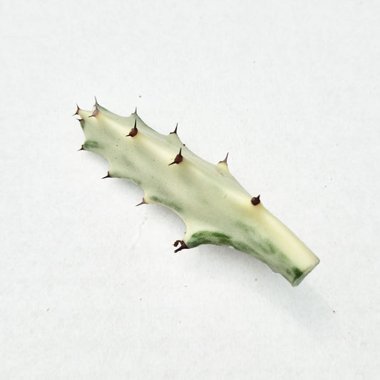 Euphorbia Lactea Ghost Cactus Cuttings