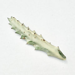 Euphorbia Lactea Ghost Cactus Cuttings