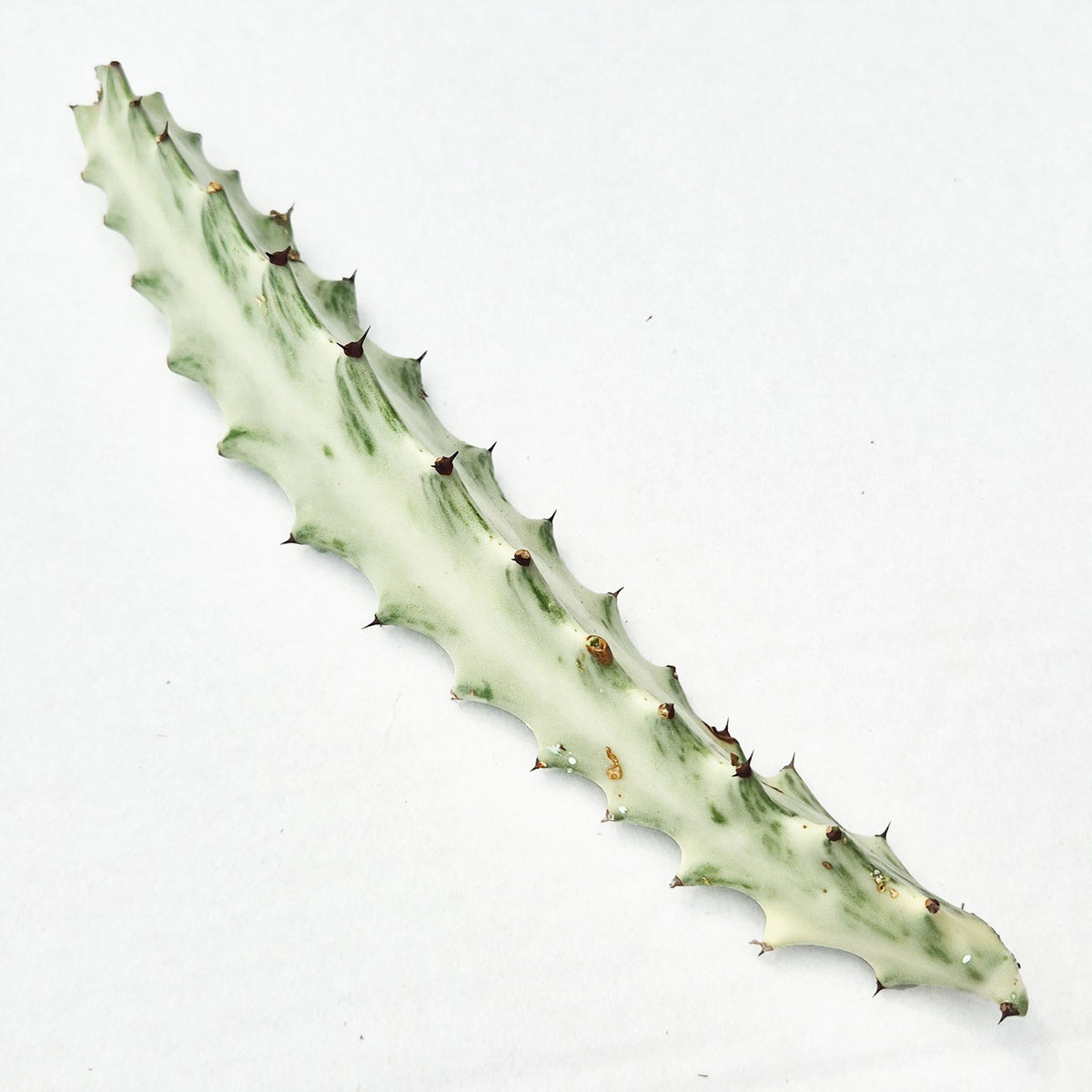 Euphorbia Lactea Ghost Cactus Cuttings