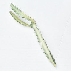 Euphorbia Lactea Ghost Cactus Cuttings