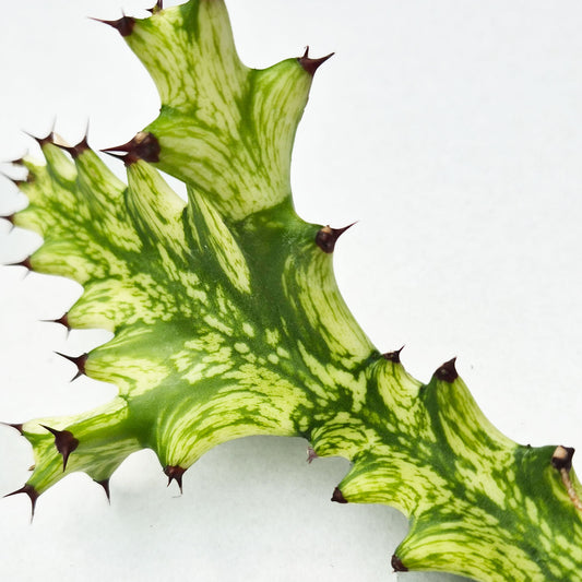 Euphorbia Mayuranthii Variegated Cactus Cutting