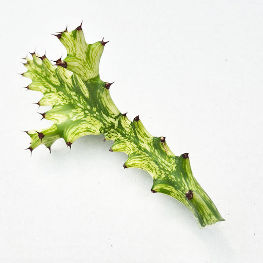 Euphorbia Mayuranthii Variegated Cactus Cutting