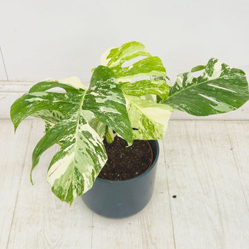 40 - 50cm Variegated Monstera Albo 17cm Pot House Plant (Choose Your Own)