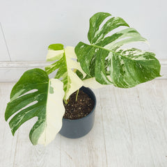 40 - 50cm Variegated Monstera Albo 17cm Pot House Plant (Choose Your Own)