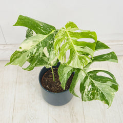 40 - 50cm Variegated Monstera Albo 17cm Pot House Plant (Choose Your Own)