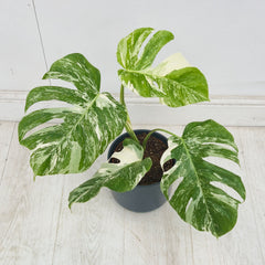 40 - 50cm Variegated Monstera Albo 17cm Pot House Plant (Choose Your Own)
