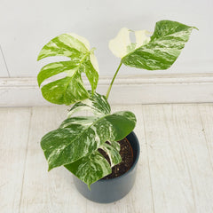 40 - 50cm Variegated Monstera Albo 17cm Pot House Plant (Choose Your Own)