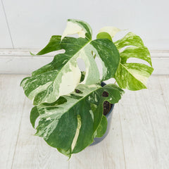 40 - 50cm Variegated Monstera Albo 17cm Pot House Plant (Choose Your Own)
