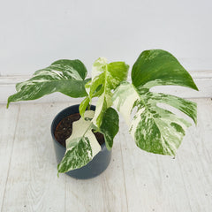 40 - 50cm Variegated Monstera Albo 17cm Pot House Plant (Choose Your Own)