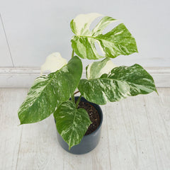 40 - 50cm Variegated Monstera Albo 17cm Pot House Plant (Choose Your Own)
