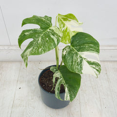 40 - 50cm Variegated Monstera Albo 17cm Pot House Plant (Choose Your Own)