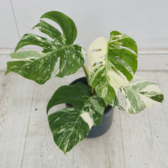 40 - 50cm Variegated Monstera Albo 17cm Pot House Plant (Choose Your Own)