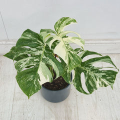 40 - 50cm Variegated Monstera Albo 17cm Pot House Plant (Choose Your Own)