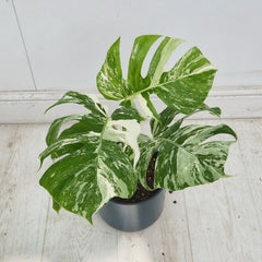 40 - 50cm Variegated Monstera Albo 17cm Pot House Plant (Choose Your Own)
