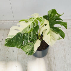 40 - 50cm Variegated Monstera Albo 17cm Pot House Plant (Choose Your Own)