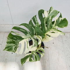 40 - 50cm Variegated Monstera Albo 17cm Pot House Plant (Choose Your Own)