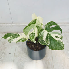 40 - 50cm Variegated Monstera Albo 17cm Pot House Plant (Choose Your Own)